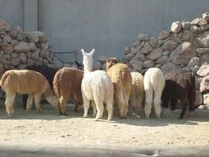 Backend of the  Alpaca Story