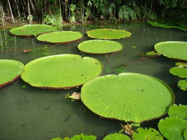 FINALLY - the lily pads