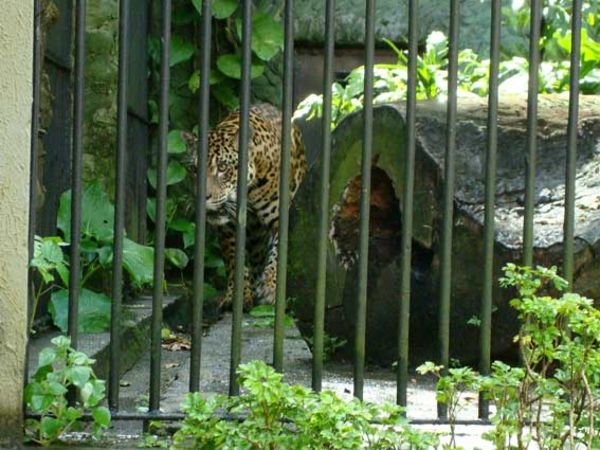 Jaguar Behind Bars