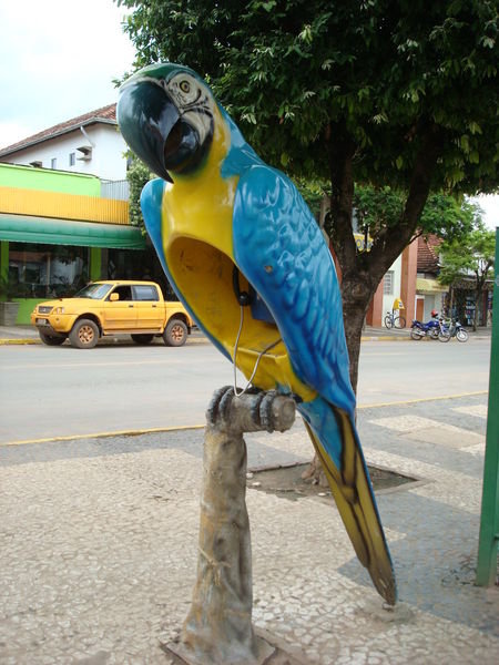  Talking Macaw - Welcome to Bonito