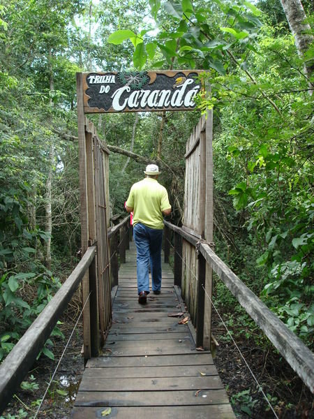 Walkway into theJungle Marsh
