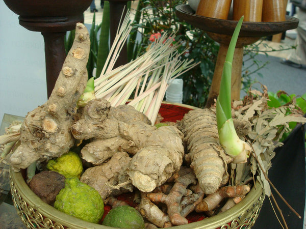 Ginger from Thailand ...growing
