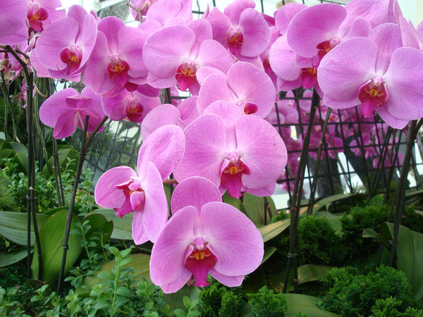 Orchids Galore ... every size and colour
