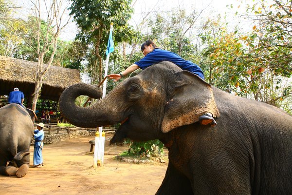 Elephant picking up mahout stick to hand to me