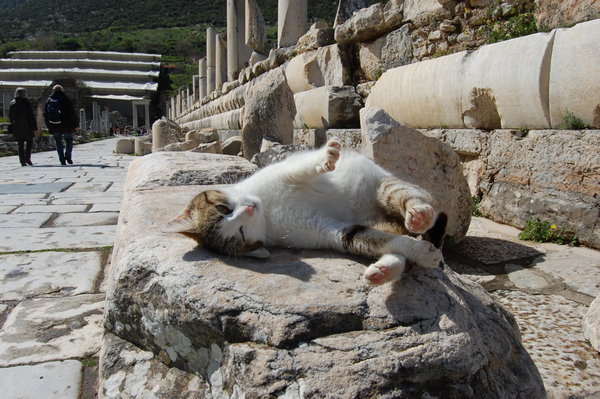 Ephesus Cat