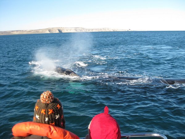 Whale from the boat