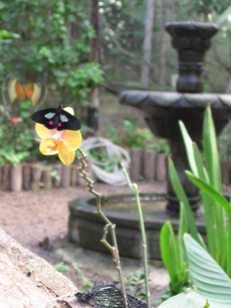 at the butterfly farm