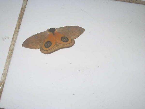 Cool-looking moth in the kitchen.