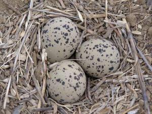 A Mountain Plover nest.