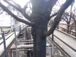 Sugar Maple covered in black mold