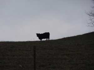 Lonely cow