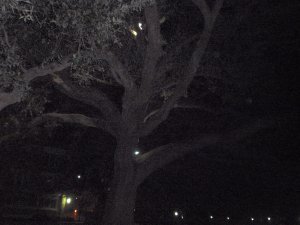 Impressive tree on Tulane campus 