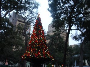Christmas tree in the park
