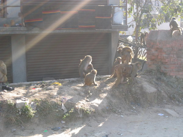 Gang of monkeys roaming Kathmandu