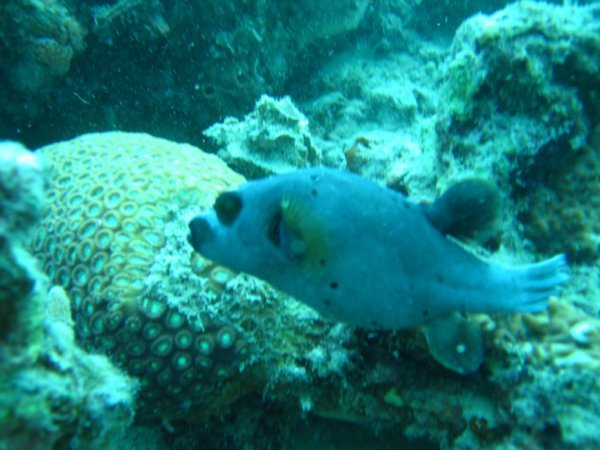 Mr. Puffer(fish)