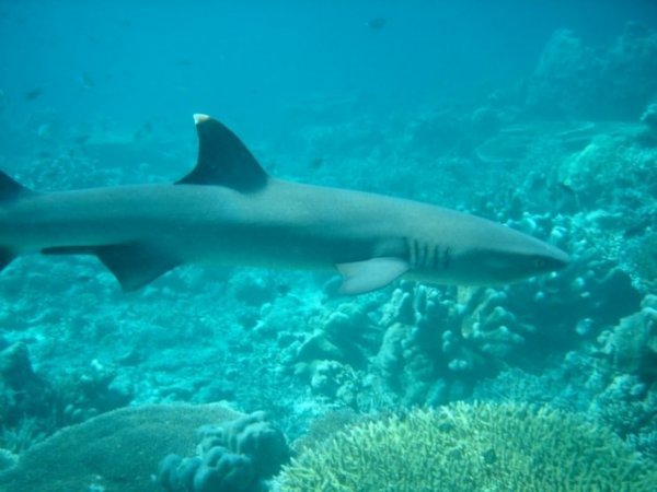 White tip shark