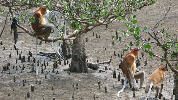 more probiscus monkeys