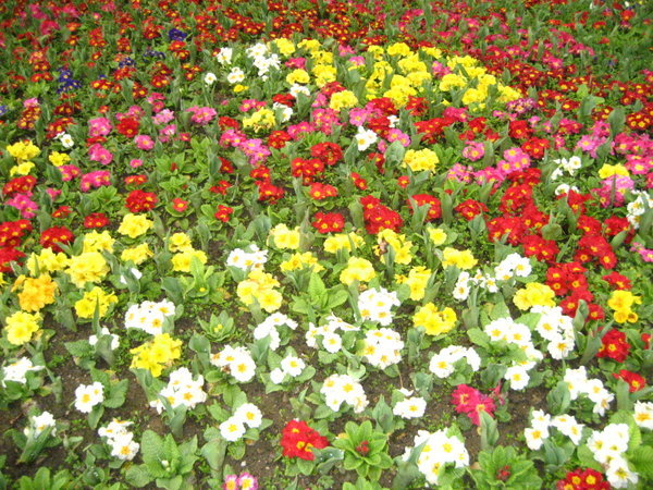Flowers In Istanbul