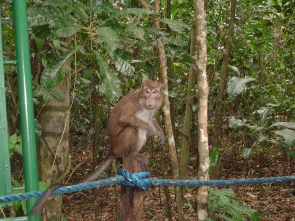 Monkey Guarding the Path to the Caves