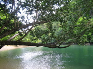 Dangkalan Tree in Palawan