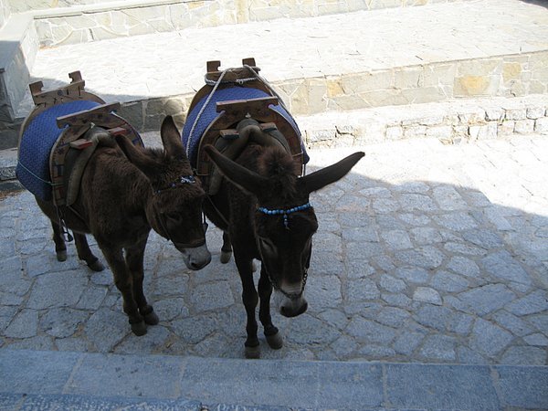 No Donkey Ride for Us
