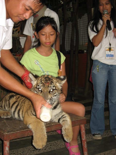 Bottle-feeding a Tiger cub
