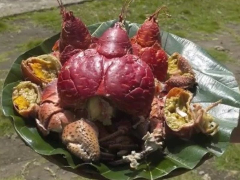 Coconut Crabs 