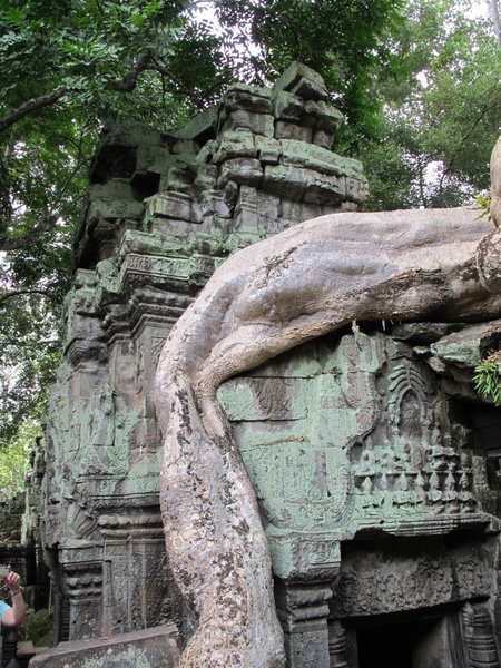 Nature Muscles In Through the Temples