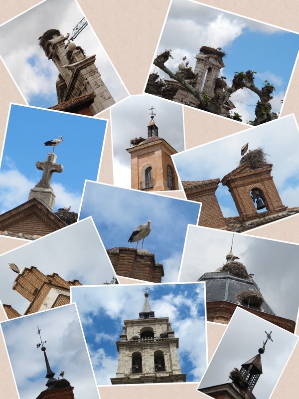The Resident Storks of Alcala de Henares