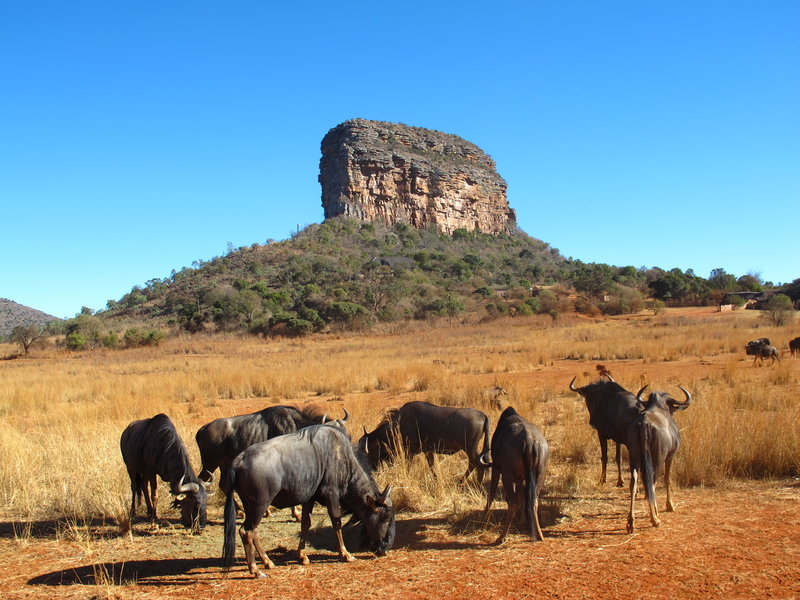 Entabeni Rock and the Resident Wildebeest