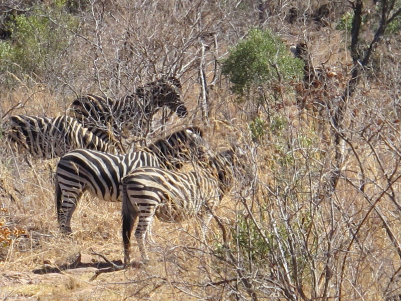 Zebras In A Huddle
