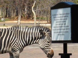 The Zebra in Zambezi Sun Hotel