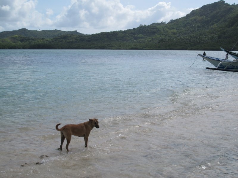 The Resident Canine of Snake Island
