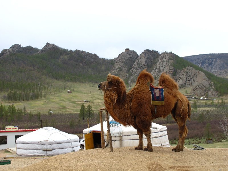 Camel with 2 humps! 