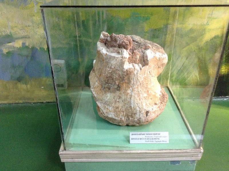 A Dino's Tubular Bone 