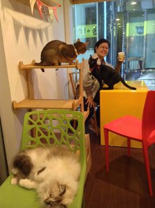 Coffee in Cats Cafe