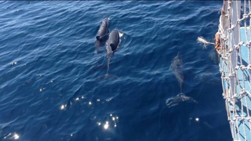 Playful Dolphins Off Tañon Strait