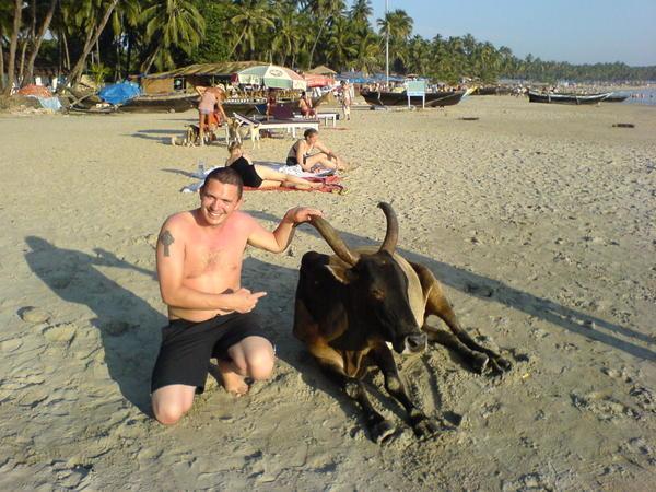 Chilling with a cow on the beach