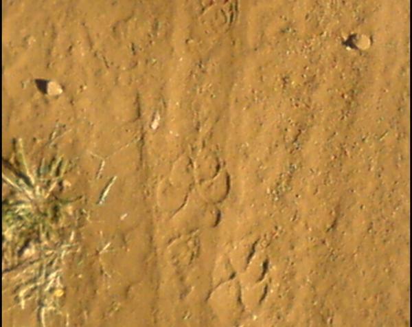 Tiger Footprint 