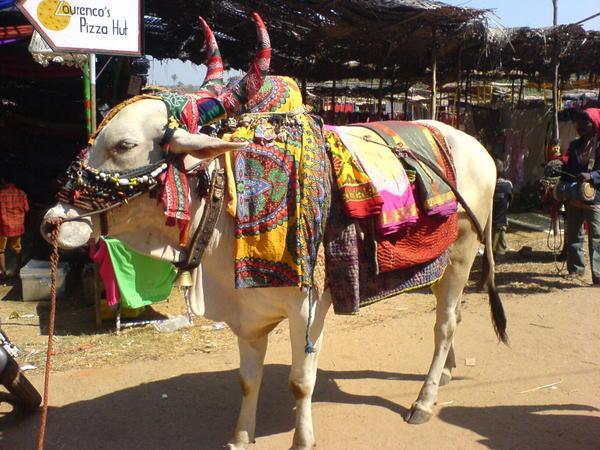 Cow, Anjuna Flea Market