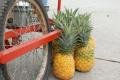 Pineapples for sale road side