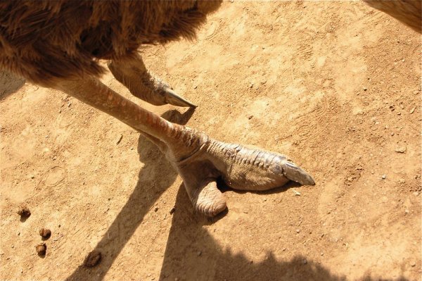 Dino foot