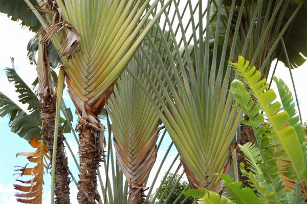 Palms in Gigante