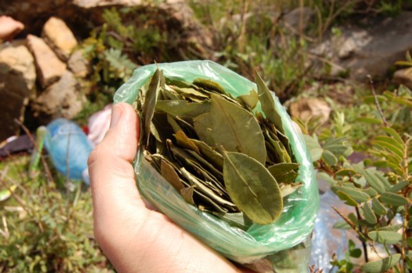 Coca leaves for tea
