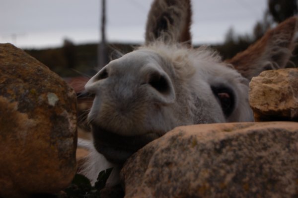 Despite their painful cries the donkeys are a very friendly bunch