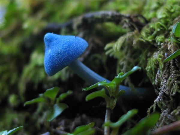 YIP: Blue Mushroom taken near Mt cook