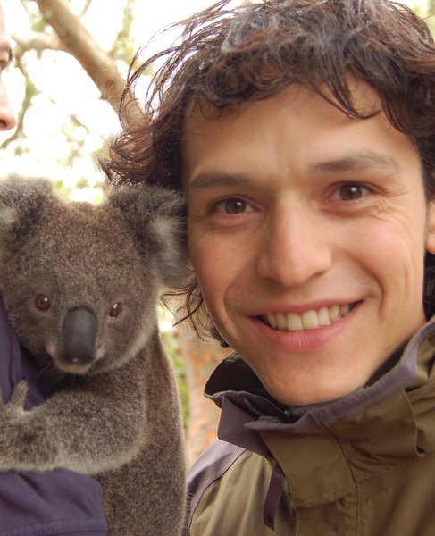 What cute Koalas!