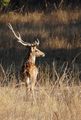 A Chital (Spotted Deer) stag