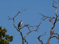 Lesser Adjutant Stork roosting in a dead tree