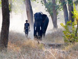 A park ranger taking his elephant for a walk